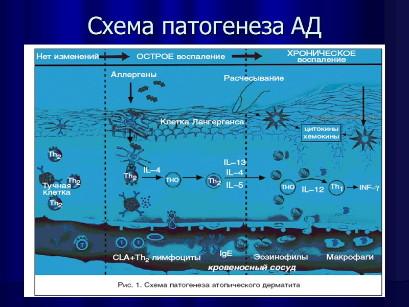 Схема патогенеза АД